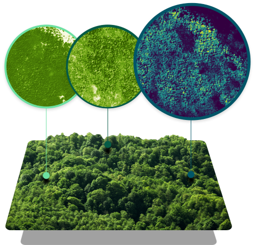 Forest Carbon