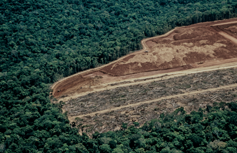 Deforestation Solution