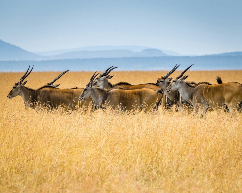 IoT in Wildlife and biodiversity monitoring