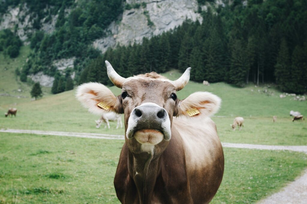 Livestock monitoring using IoT satellite connectivity