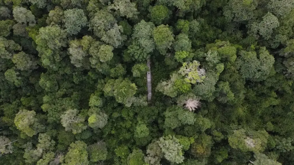 Wildfire Resilience for Carbon Projects